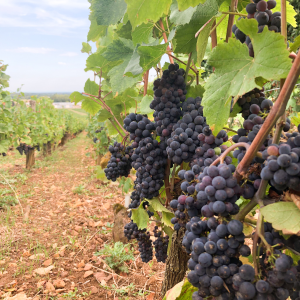 Product image for Louis Latour Pinot Noir