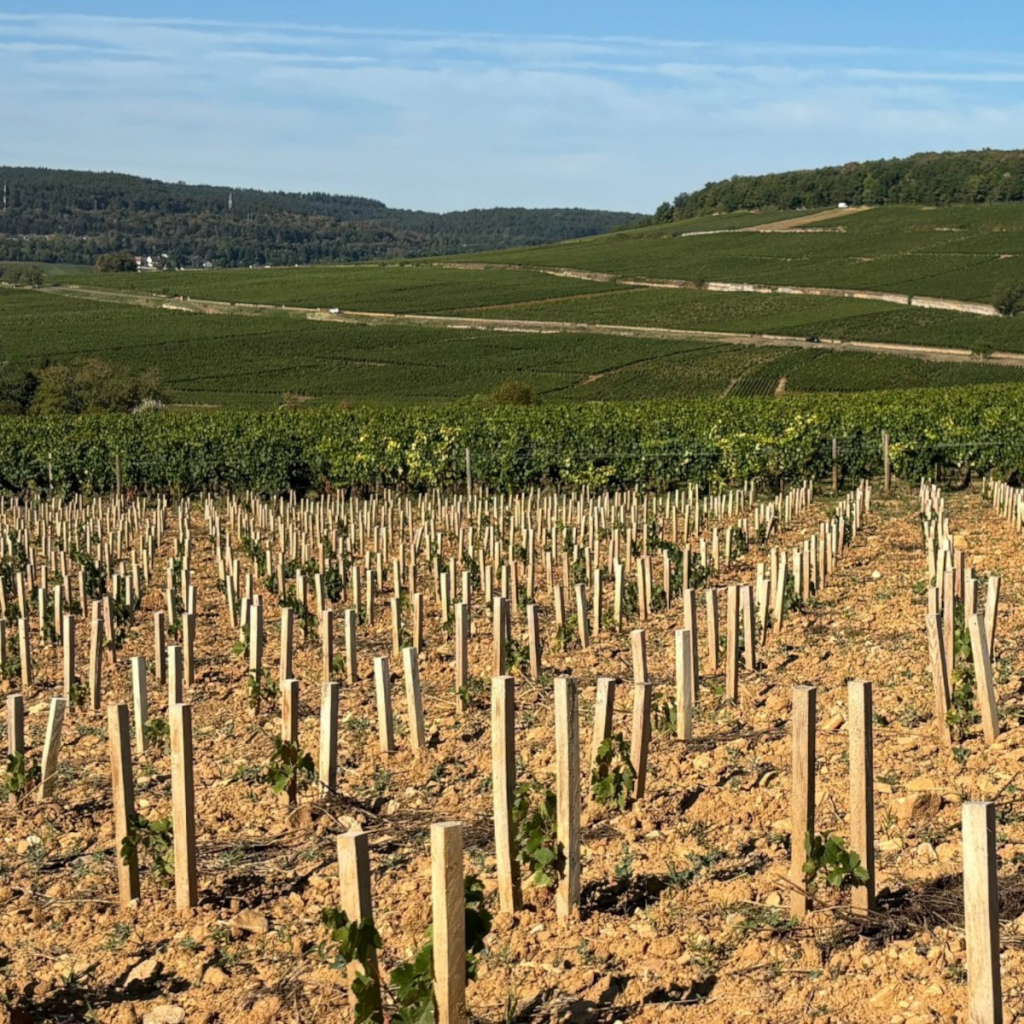 Product image for Louis Latour Pinot Noir