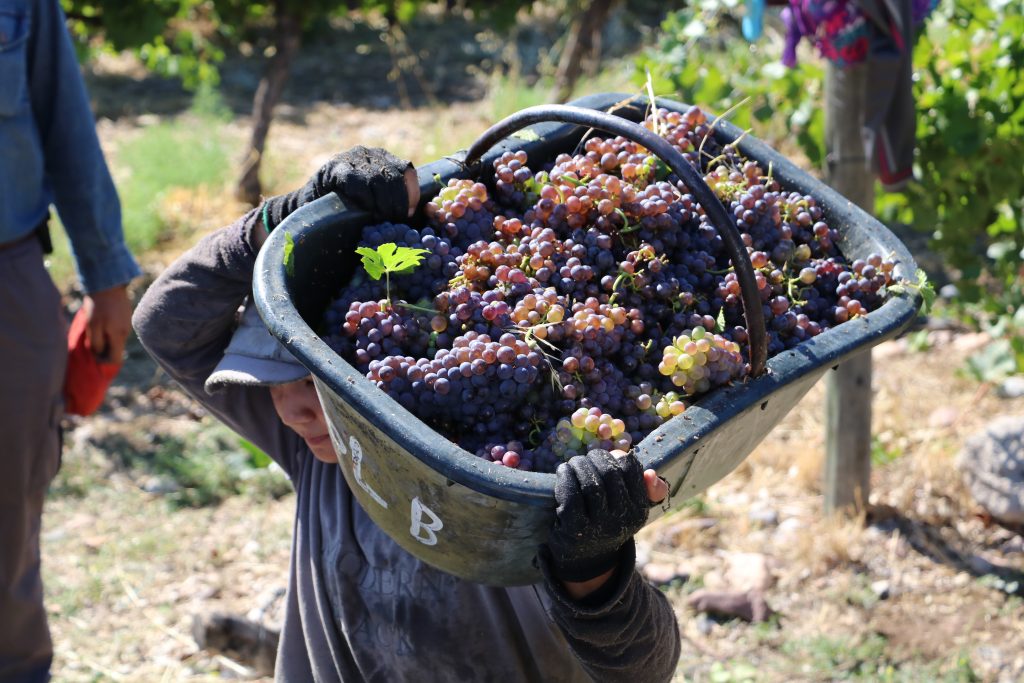 Product image for Lurton Piedra Negra Pinot Grigio