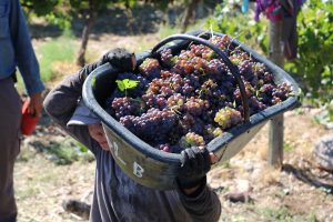 Product image for Lurton Piedra Negra Pinot Grigio