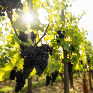 Product image for Maison Albert Signature Pinot Noir