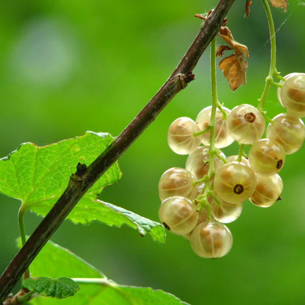 Product image for Edinburgh Gooseberry and Elderflower Gin