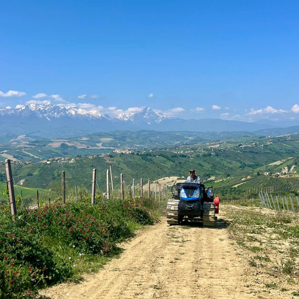 Product image for Barone di Valforte Montepulciano