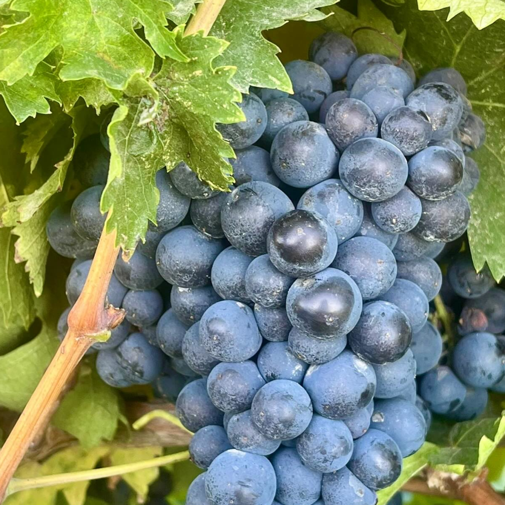 Product image for Barone di Valforte Montepulciano