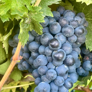 Product image for Barone di Valforte Montepulciano