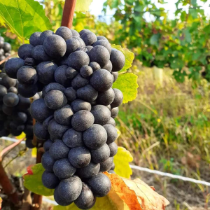 Product image for Gachot-Monot Bourgogne Hautes Cotes de Beaune