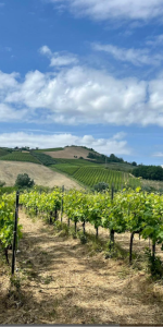 Product image for Barone di Valforte Montepulciano