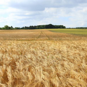 Product image for 5 Star Canadian Whisky 1.14L