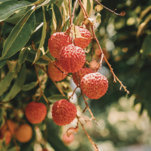 Product image for Soho Lychee Liqueur