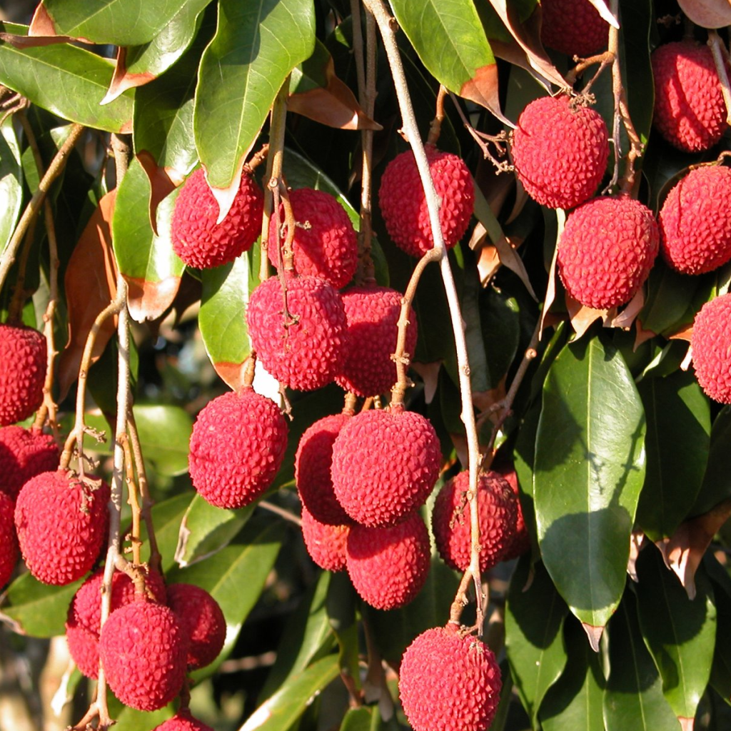 Product image for Soho Lychee Liqueur