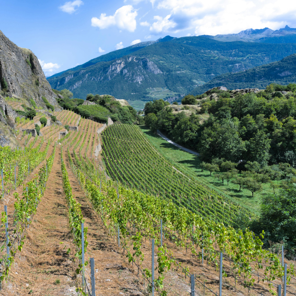 Product image for Tornatore Etna Rosso