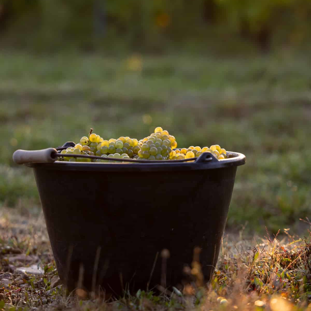 Product image for Domaine de la Madone Beaujolais Blanc