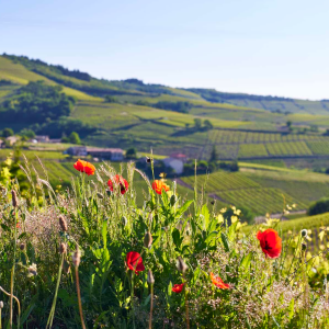 Product image for Domaine de la Madone Beaujolais Blanc