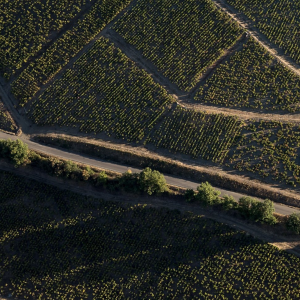 Product image for Domaine de la Madone Beaujolais Villages