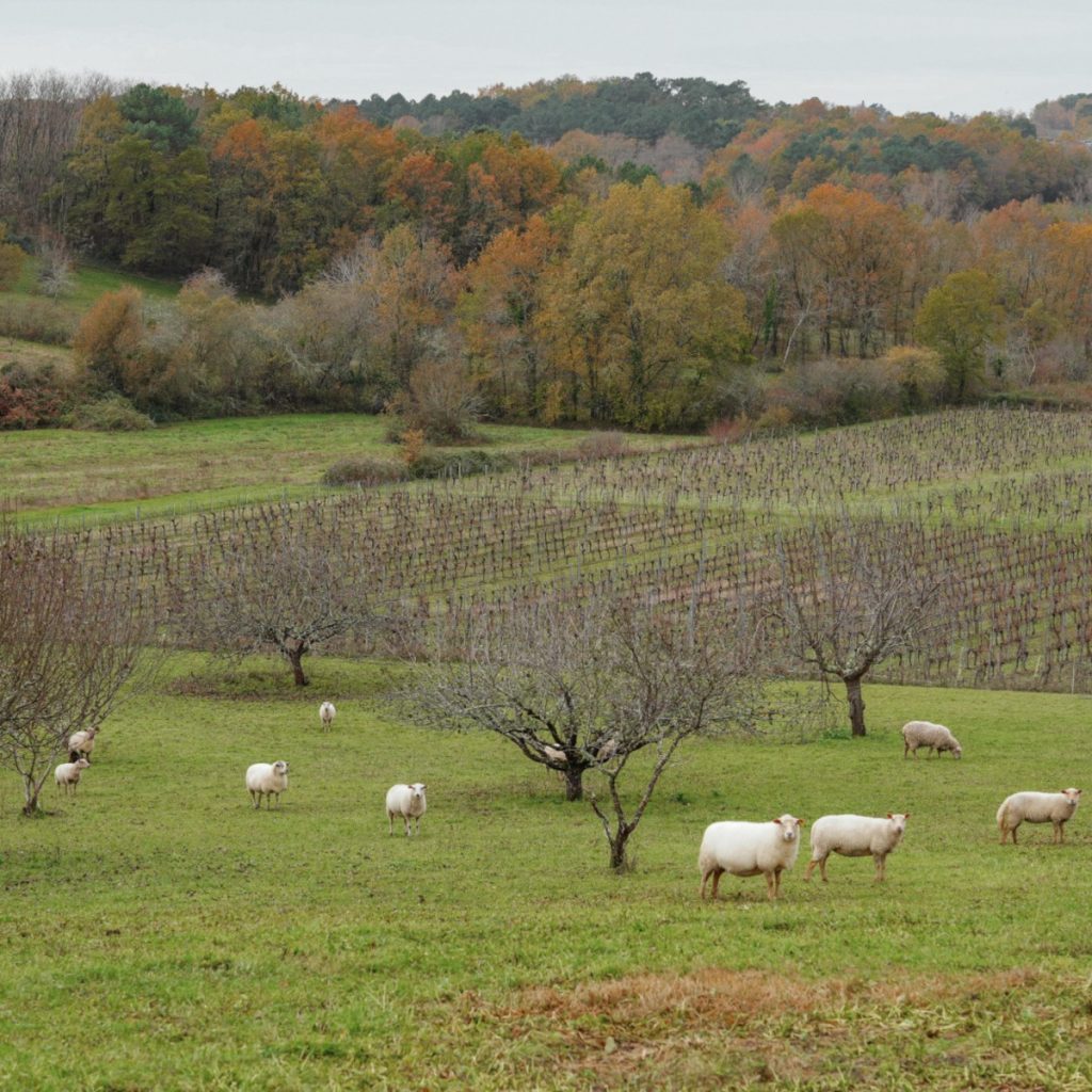 Product image for Chateau Brehat Castillon Cotes de Bordeaux