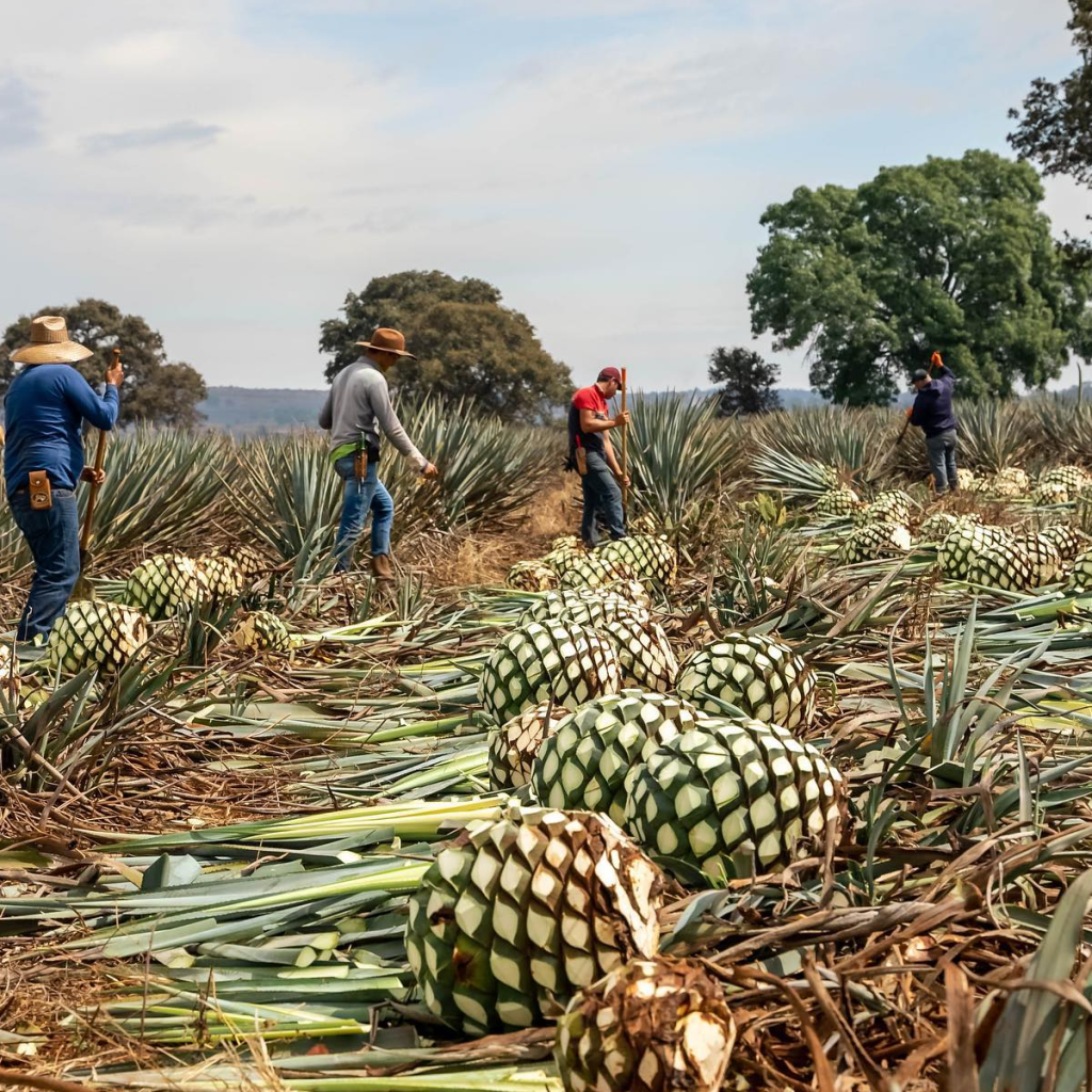 Product image for Siempre Tequila Anejo