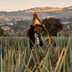 Product image for Siempre Tequila Reposado