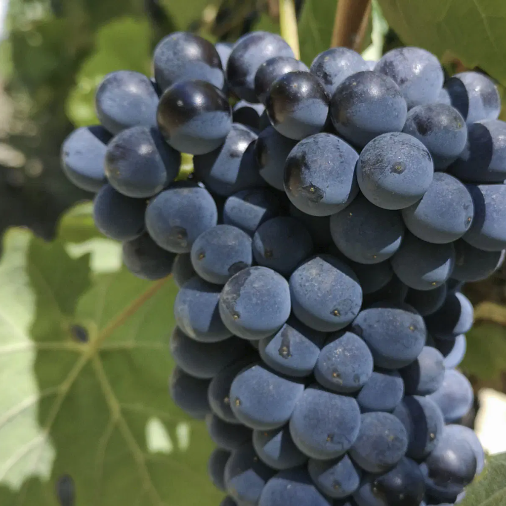 Product image for San Silvestro Barbera Appassimento