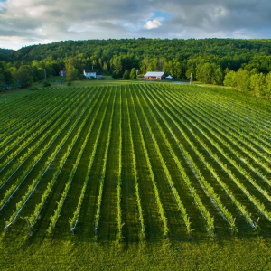 Product image for L'Acadie Joie de Vivre Organic
