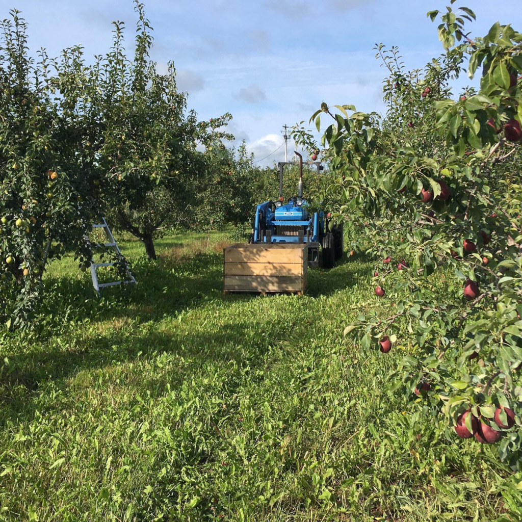 Product image for Wild - Wind Cider