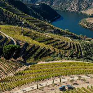 Product image for Taylor Fladgate 10 YO Tawny