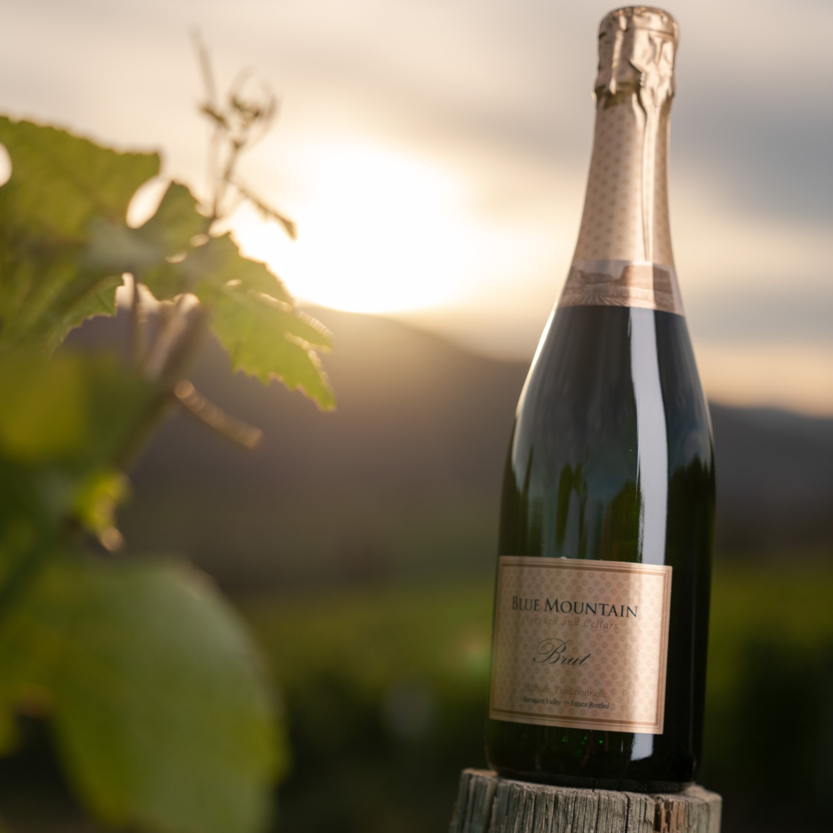 Product image for Blue Mountain Gold Label Brut
