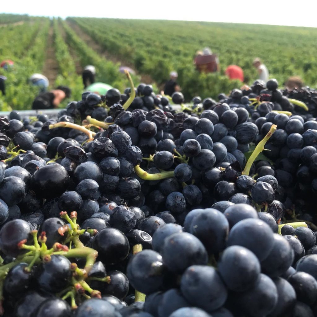 Product image for Andre Colonge Beaujolais Villages 