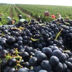 Product image for Andre Colonge Beaujolais Villages 