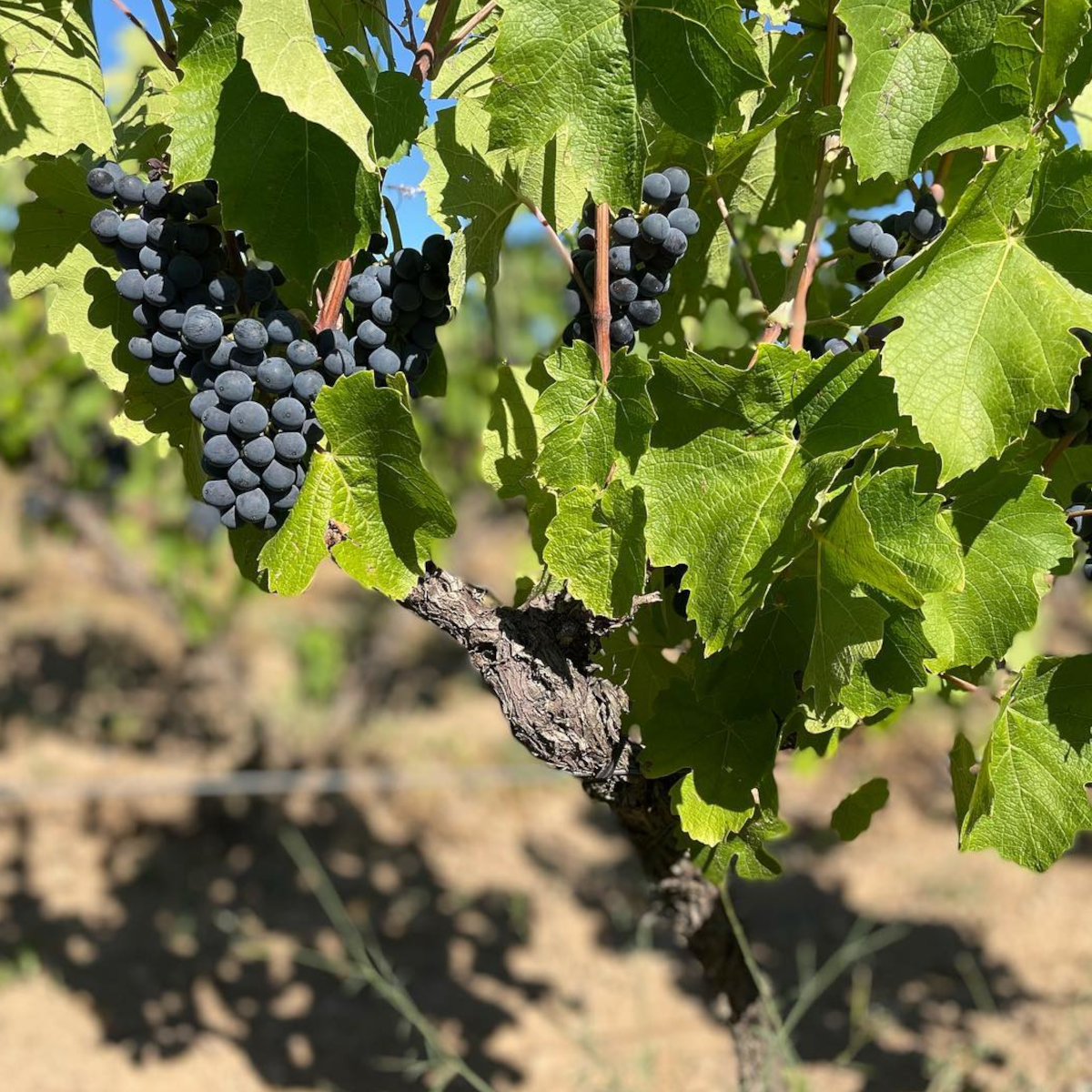 Product image for Andre Colonge Beaujolais Villages