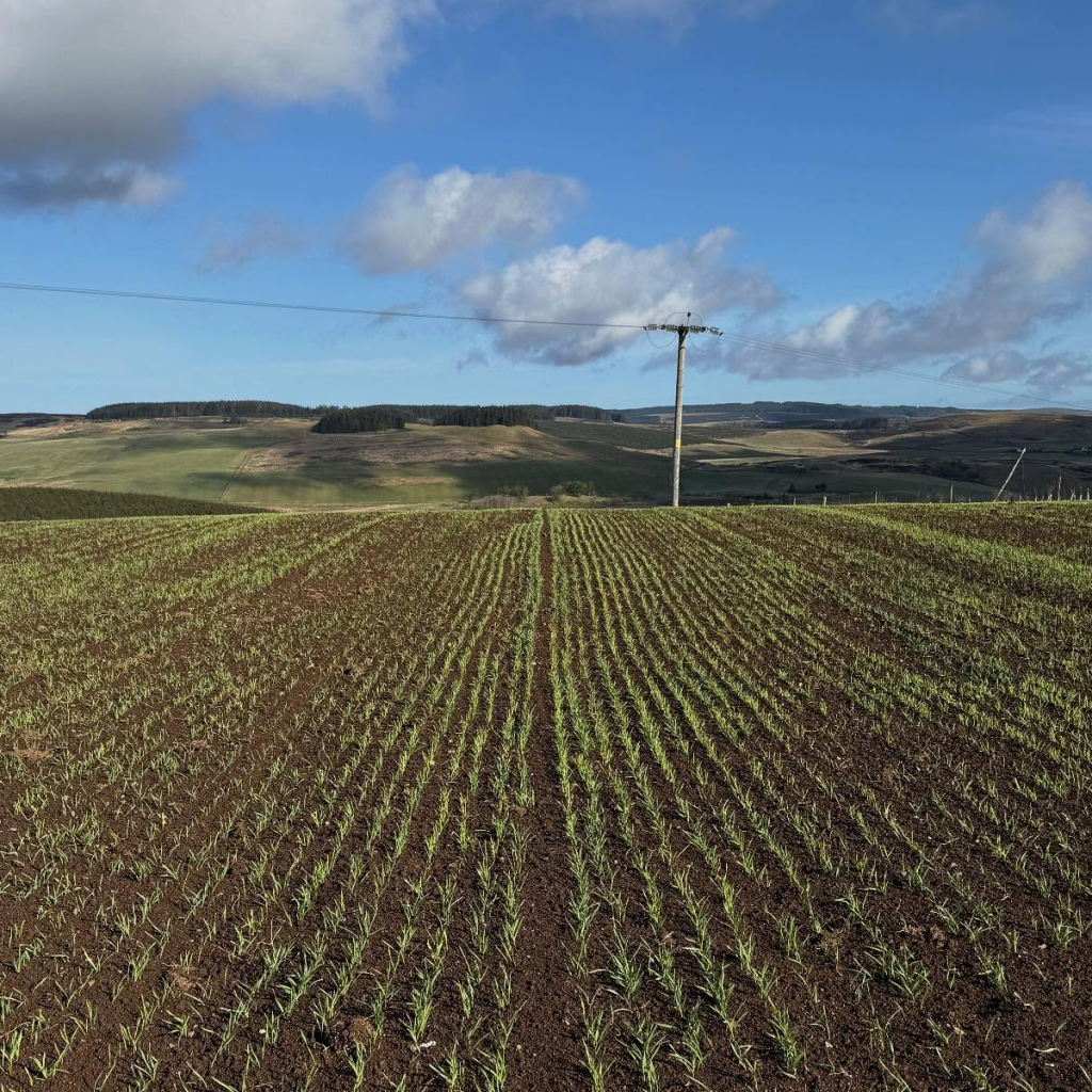 Product image for Springbank 21 Year Old Single Malt