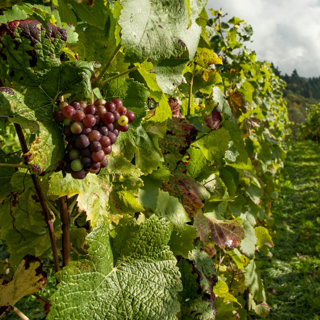 Product image for Marques de Tosos Gran Reserva