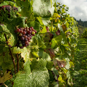 Product image for Marques de Tosos Gran Reserva