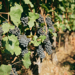 Product image for Cala and Ja Ja! Tempranillo