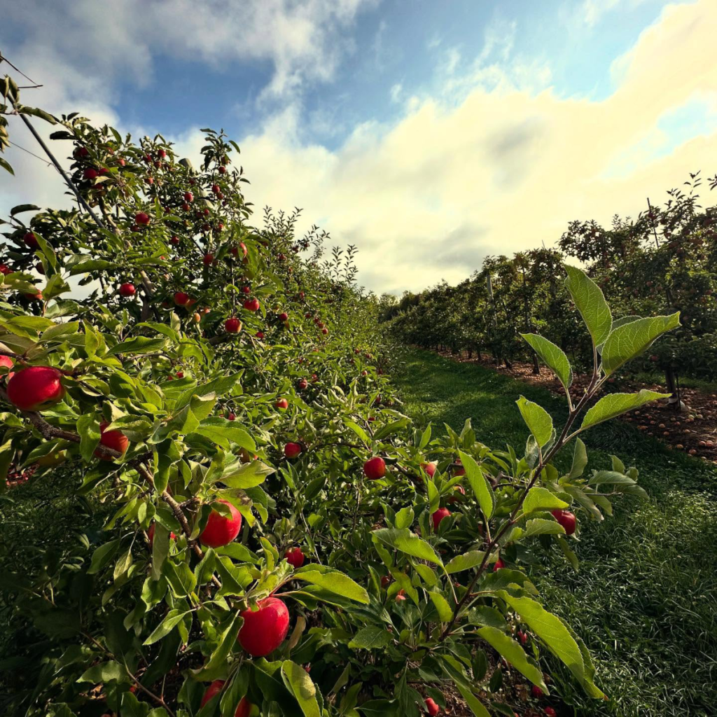 Product image for Bulwark - Non Alcoholic Cider