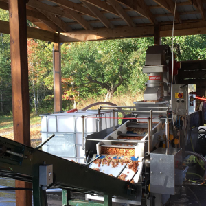 Product image for Wild - Boar Cider