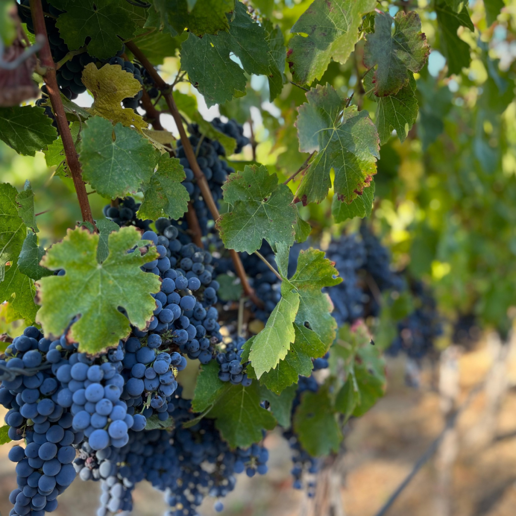 Product image for Bouchon Reserva Cabernet Sauvignon