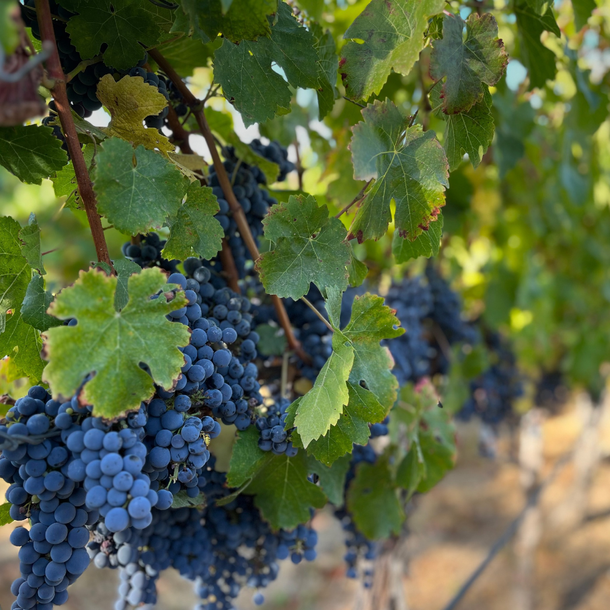 Product image for Bouchon Reserva Cabernet Sauvignon