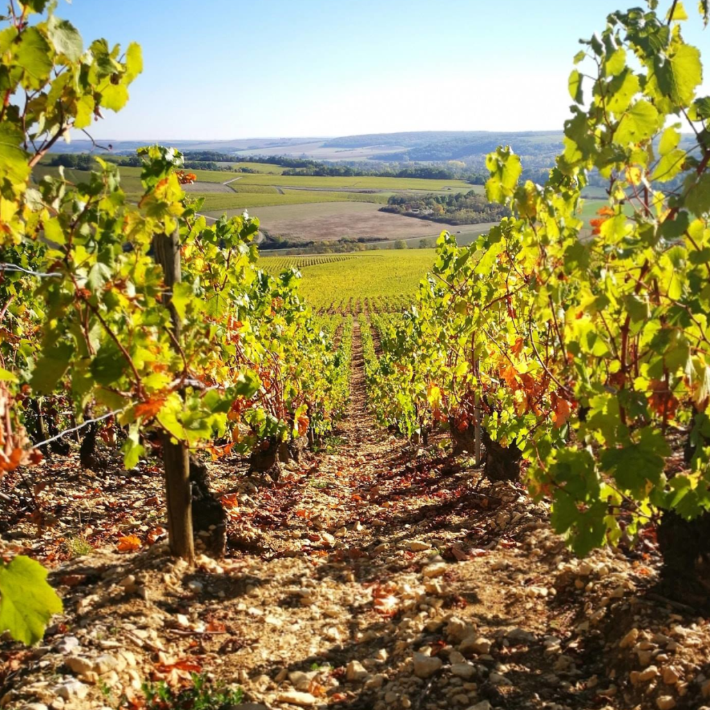 Product image for Domaine La Meuliere - Chablis