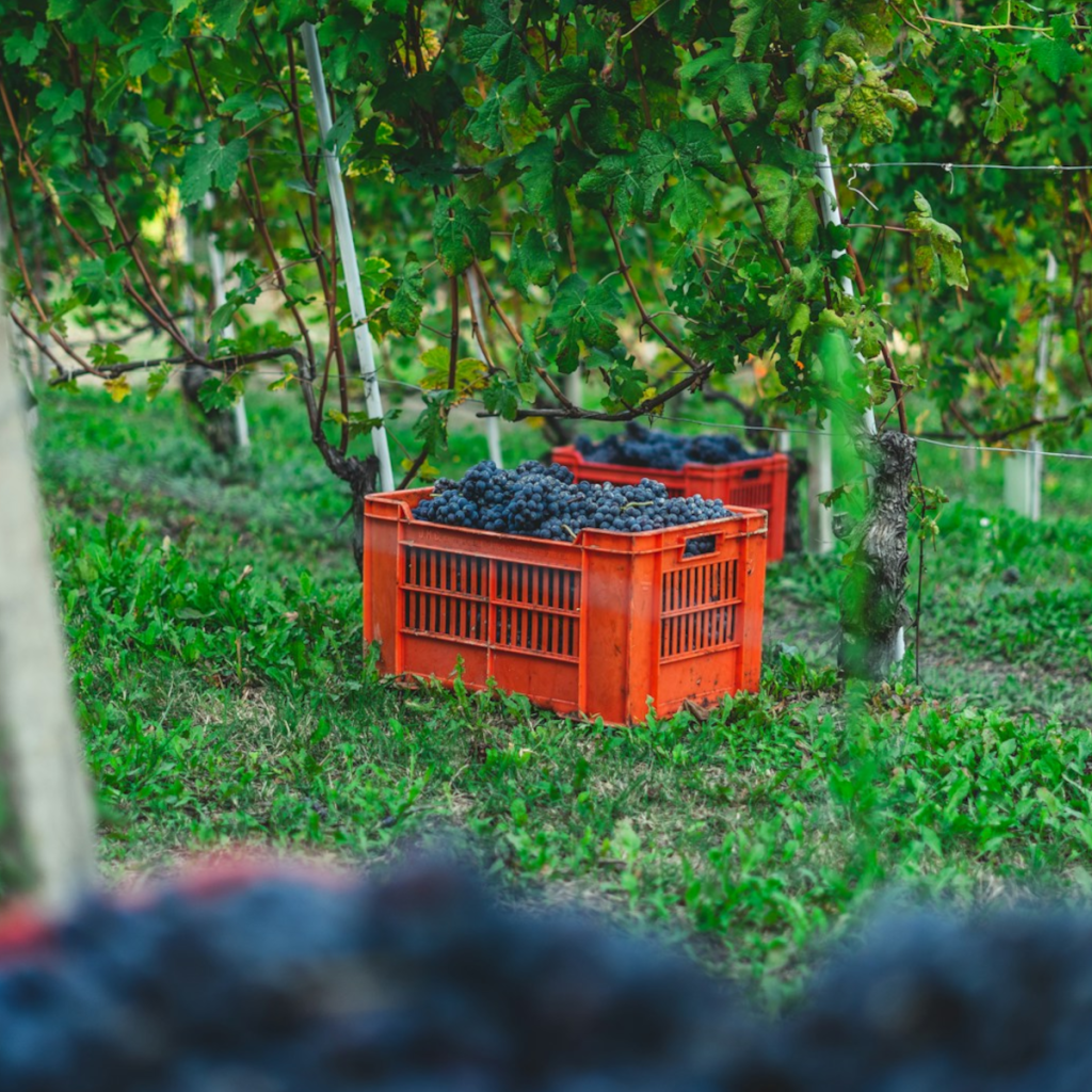 Product image for Bodega La Milagrosa Escondido Tempranillo