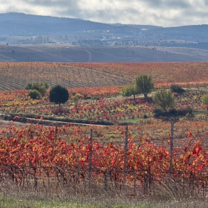 Product image for Bodega La Milagrosa Escondido Tempranillo