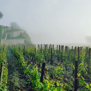 Product image for Marchand Tawse Cote de Nuits Villages