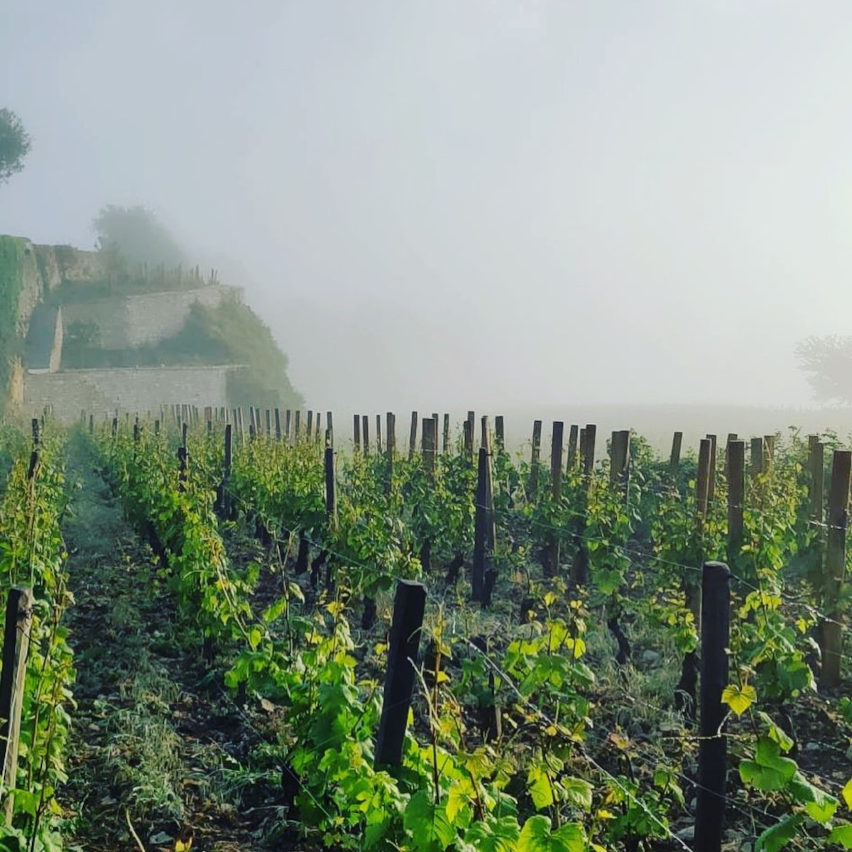 Product image for Marchand Tawse Meursault