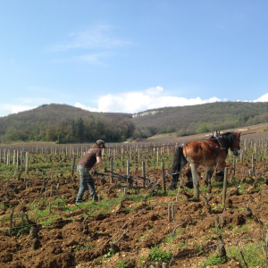 Product image for Marchand Tawse Cote de Nuits Villages