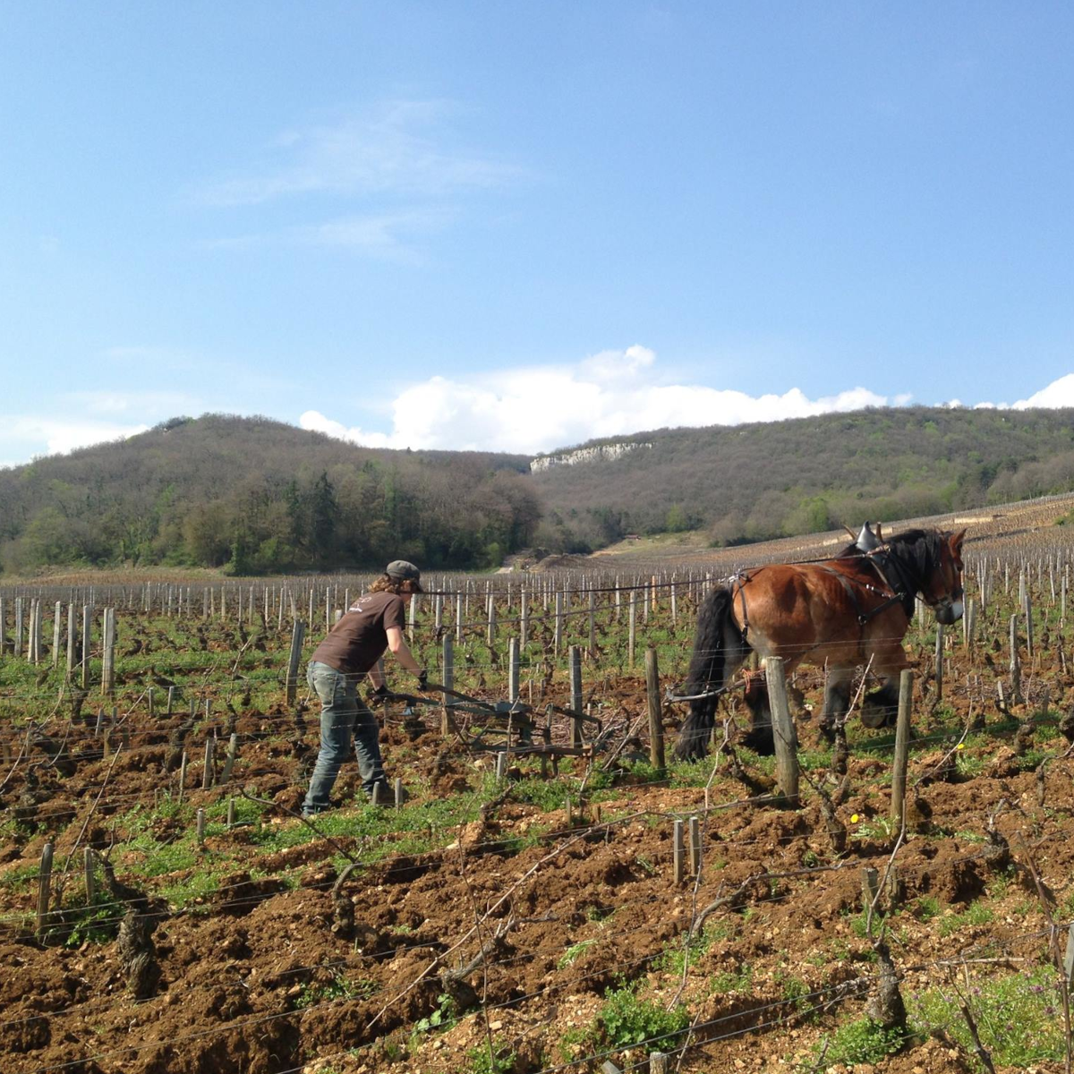 Product image for Marchand Tawse Savigny Les Beaune 1er Cru Les Lavières