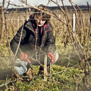 Product image for Marchand Tawse Cote de Nuits Villages