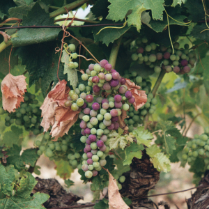 Product image for Remelluri Rioja Reserva