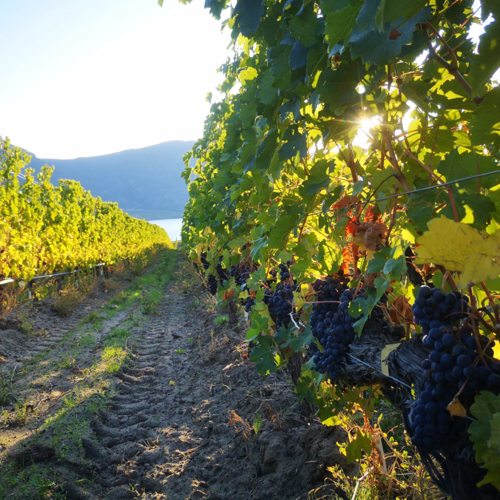 Product image for Osoyoos Larose Petales d’Osoyoos