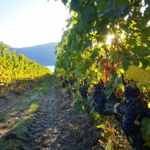 Product image for Osoyoos Larose Petales d’Osoyoos