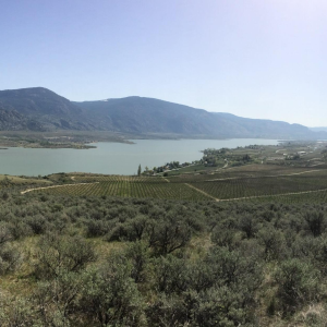 Product image for Osoyoos Larose Petales d’Osoyoos