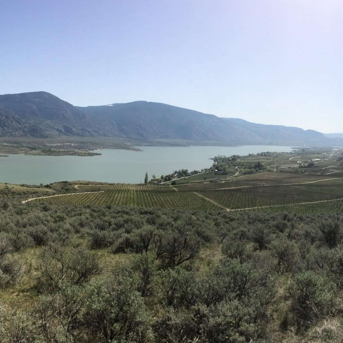 Product image for Osoyoos Larose Petales d’Osoyoos